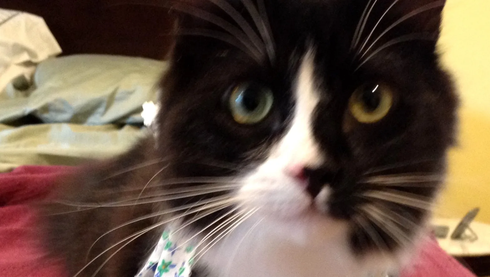 Quark, a black-and-white tuxedo cat